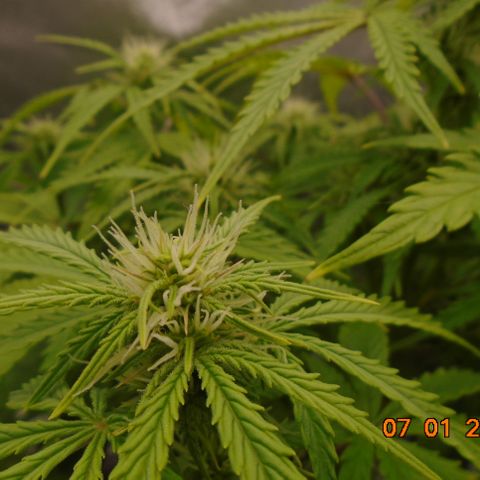 Auto Orange Bud growlog timeline photo