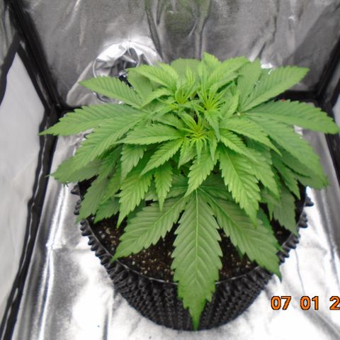 Auto Banana Blaze growlog timeline photo