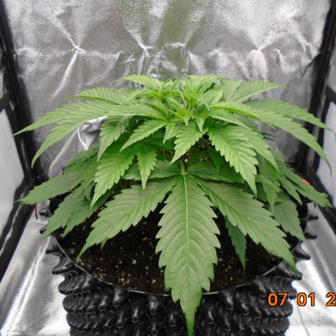 Auto Banana Blaze growlog timeline photo