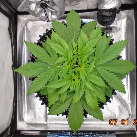 Auto Banana Blaze growlog timeline photo