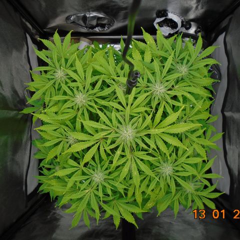 Auto Orange Bud growlog timeline photo