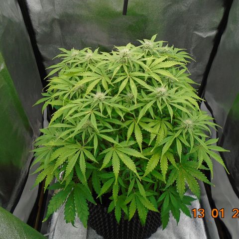 Auto Orange Bud growlog timeline photo