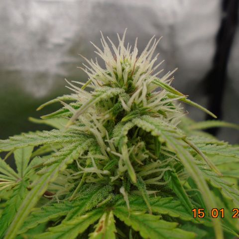 Auto Orange Bud growlog timeline photo