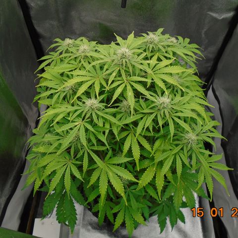 Auto Orange Bud growlog timeline photo