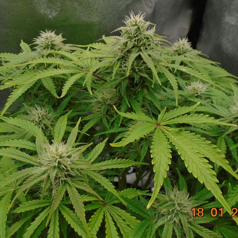 Auto Orange Bud growlog timeline photo