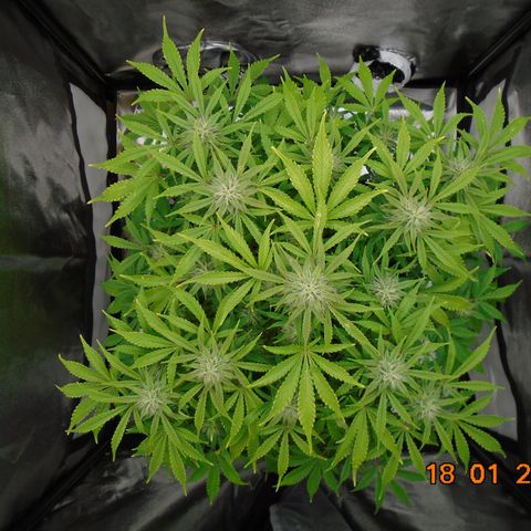 Auto Orange Bud growlog timeline photo