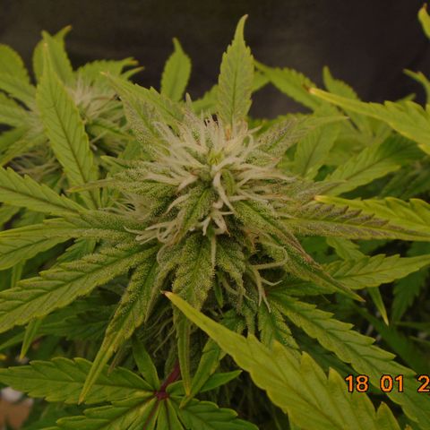 Auto Orange Bud growlog timeline photo