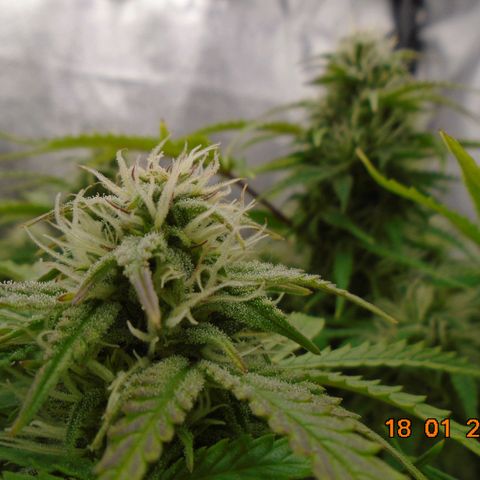 Auto Orange Bud growlog timeline photo