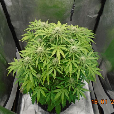 Auto Orange Bud growlog timeline photo