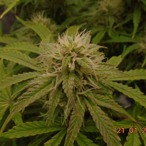 Auto Orange Bud growlog timeline photo