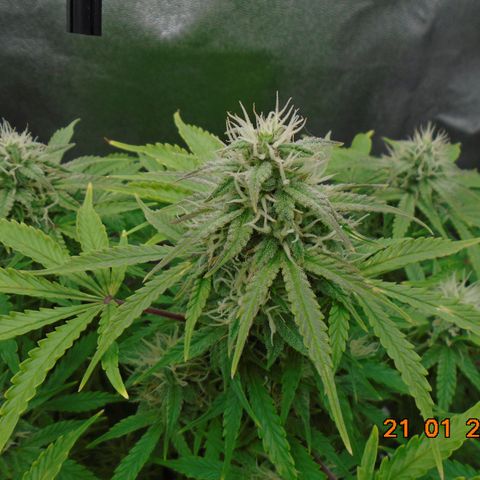 Auto Orange Bud growlog timeline photo