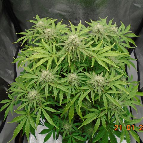 Auto Orange Bud growlog timeline photo