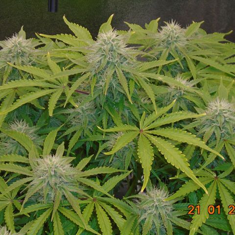 Auto Orange Bud growlog timeline photo