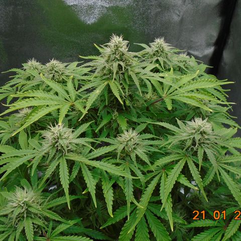 Auto Orange Bud growlog timeline photo