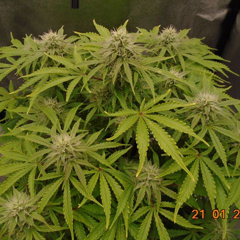 Auto Orange Bud growlog timeline photo