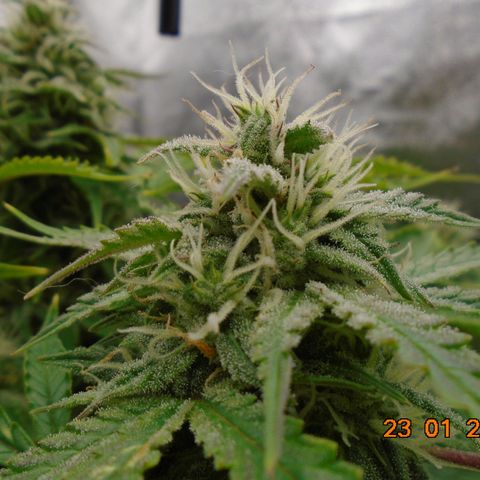 Auto Orange Bud growlog timeline photo