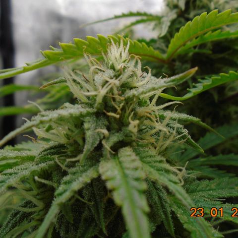 Auto Orange Bud growlog timeline photo
