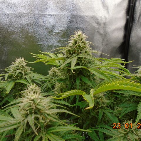 Auto Orange Bud growlog timeline photo