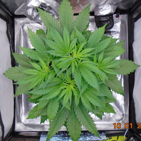 Auto Banana Blaze growlog timeline photo