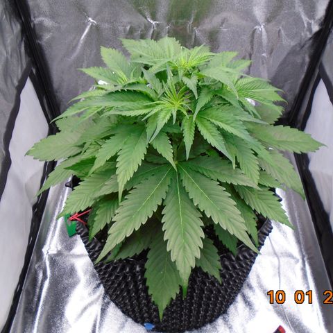 Auto Banana Blaze growlog timeline photo