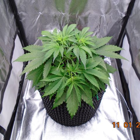 Auto Banana Blaze growlog timeline photo