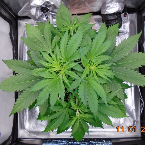 Auto Banana Blaze growlog timeline photo