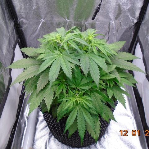 Auto Banana Blaze growlog timeline photo