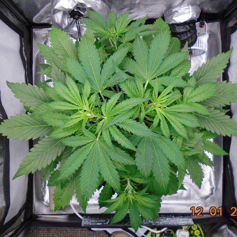 Auto Banana Blaze growlog timeline photo