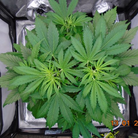 Auto Banana Blaze growlog timeline photo