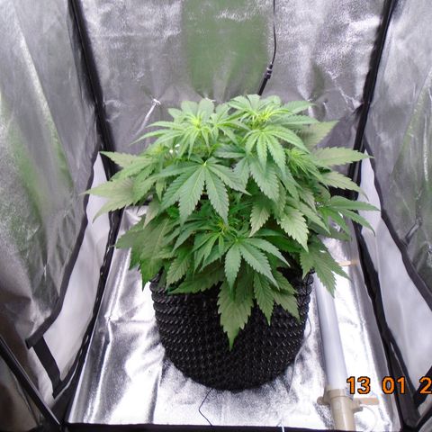 Auto Banana Blaze growlog timeline photo