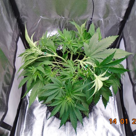 Auto Banana Blaze growlog timeline photo