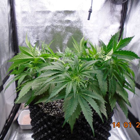 Auto Banana Blaze growlog timeline photo