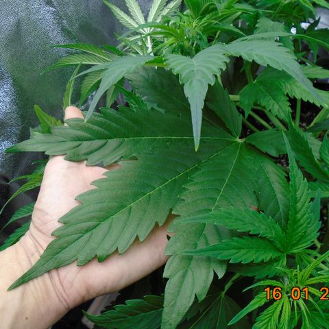 Auto Banana Blaze growlog timeline photo