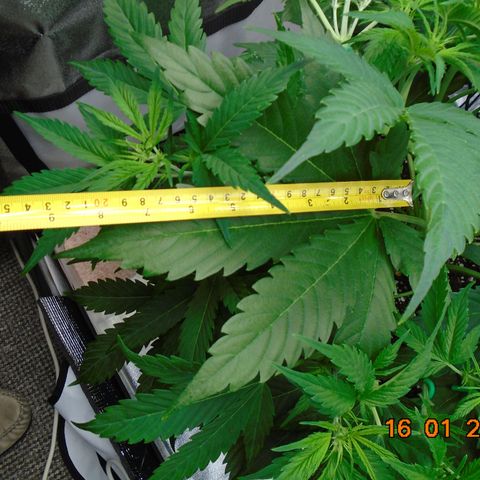 Auto Banana Blaze growlog timeline photo