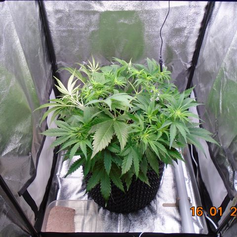 Auto Banana Blaze growlog timeline photo