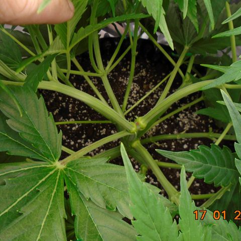 Auto Banana Blaze growlog timeline photo