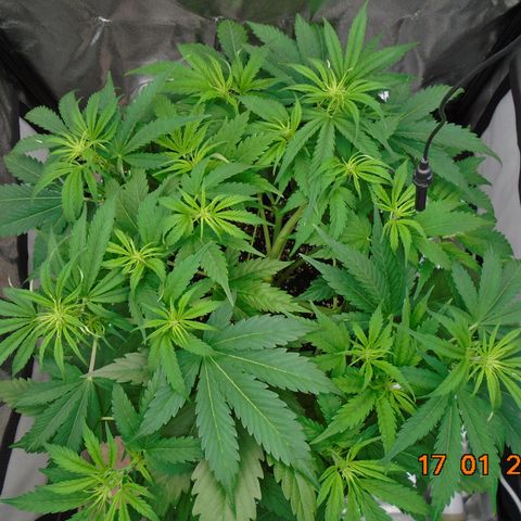 Auto Banana Blaze growlog timeline photo