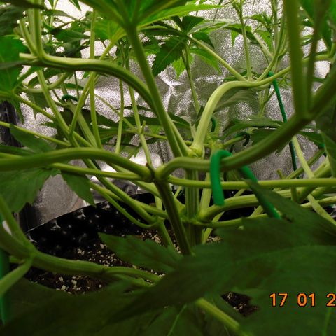 Auto Banana Blaze growlog timeline photo