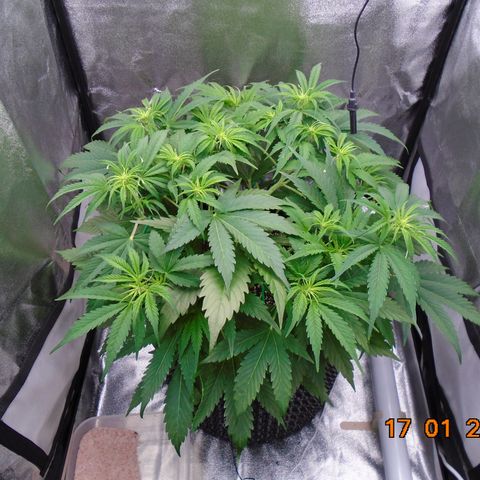 Auto Banana Blaze growlog timeline photo