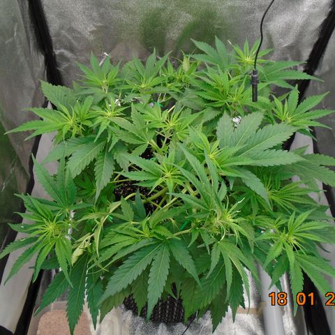 Auto Banana Blaze growlog timeline photo