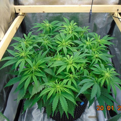 Auto Banana Blaze growlog timeline photo