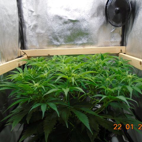 Auto Banana Blaze growlog timeline photo