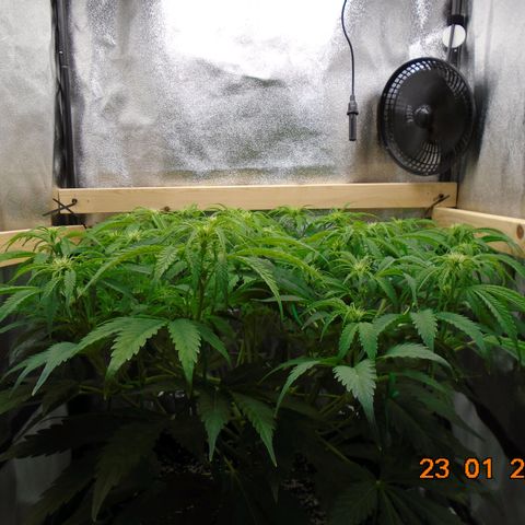 Auto Banana Blaze growlog photo: Wot, no scrog!!