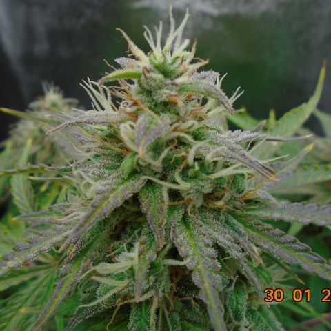Auto Orange Bud growlog photo: Went a bit David Bellamy on this day!