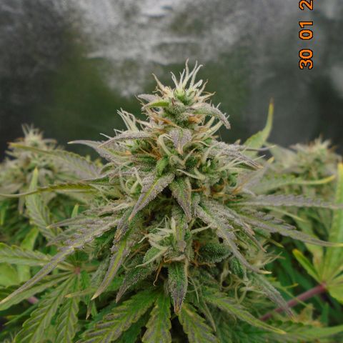 Auto Orange Bud growlog photo: Went a bit David Bellamy on this day!