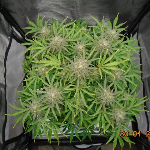 Auto Orange Bud growlog photo: Went a bit David Bellamy on this day!