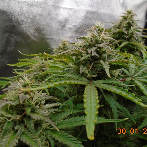 Auto Orange Bud growlog photo: Went a bit David Bellamy on this day!