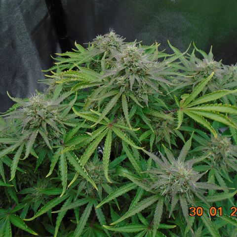 Auto Orange Bud growlog photo: Went a bit David Bellamy on this day!