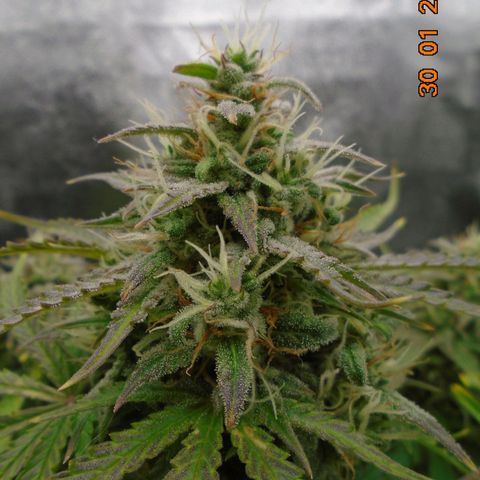 Auto Orange Bud growlog photo: Went a bit David Bellamy on this day!