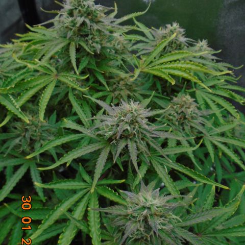 Auto Orange Bud growlog photo: Went a bit David Bellamy on this day!